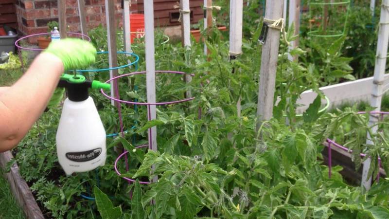 How is boric acid spraying useful for tomatoes?