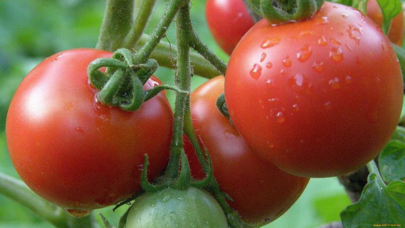 How is boric acid spraying useful for tomatoes?