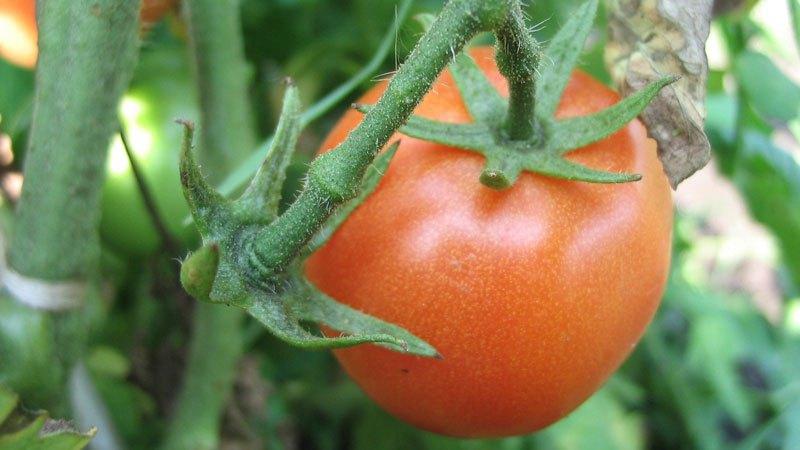 How is boric acid spraying useful for tomatoes?