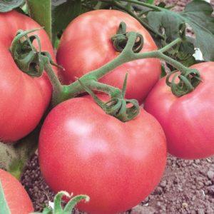 What are determinant tomatoes: we understand the concept and get acquainted with the best representative varieties