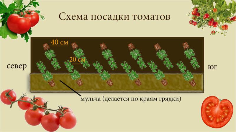 What are determinant tomatoes: we understand the concept and get acquainted with the best representative varieties