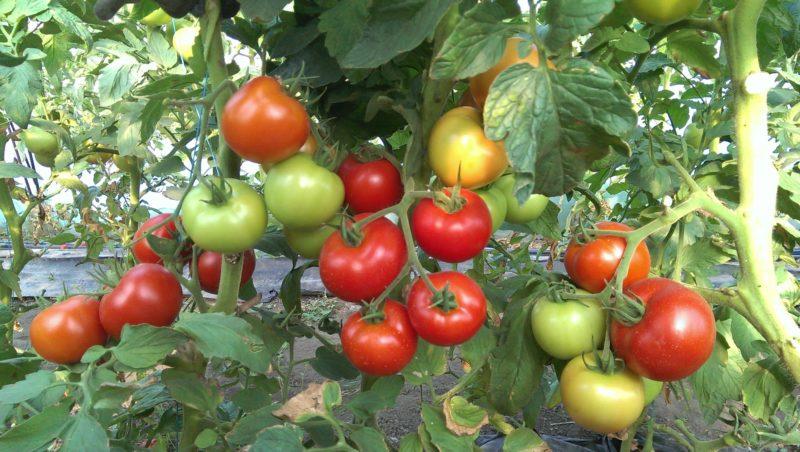 What are determinant tomatoes: we understand the concept and get acquainted with the best representative varieties