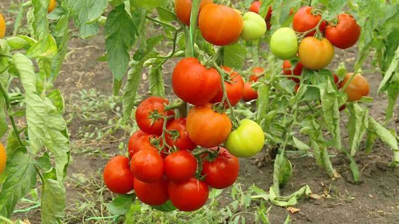 What are indeterminate and determinant varieties of tomatoes: differences between them, advantages and disadvantages