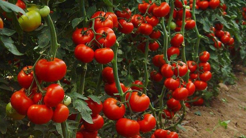 What are indeterminate and determinant varieties of tomatoes: differences between them, advantages and disadvantages
