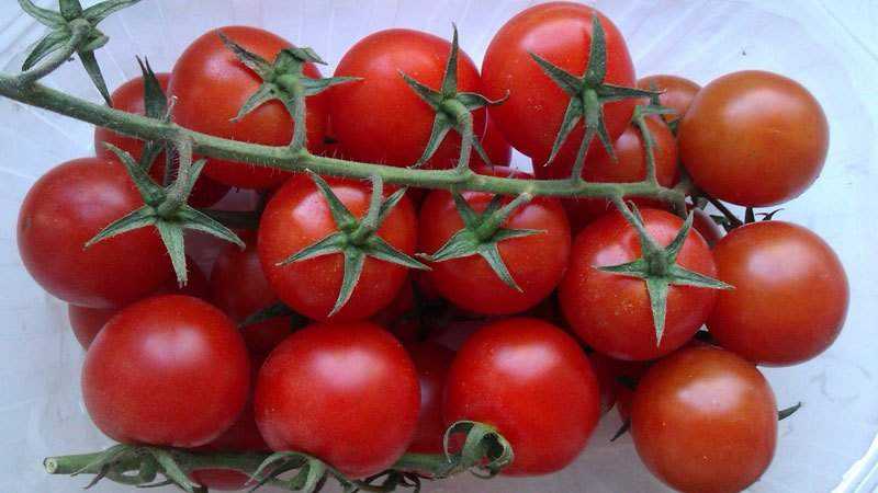What are indeterminate and determinant varieties of tomatoes: differences between them, advantages and disadvantages