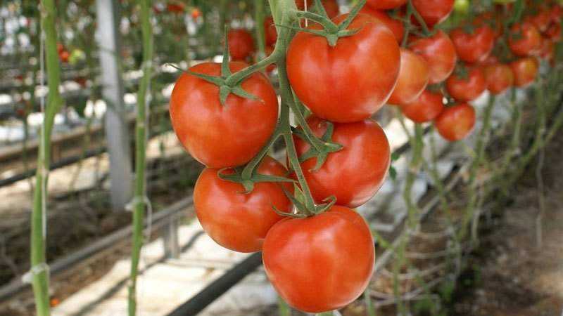 What are indeterminate and determinant varieties of tomatoes: differences between them, advantages and disadvantages