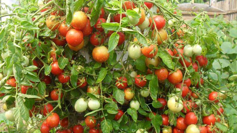 What are indeterminate and determinant varieties of tomatoes: differences between them, advantages and disadvantages