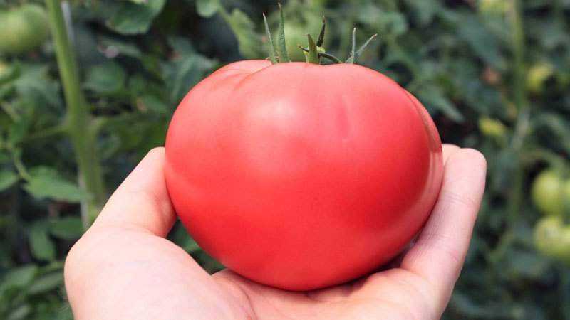 Where and how best to grow tomato Pink honey