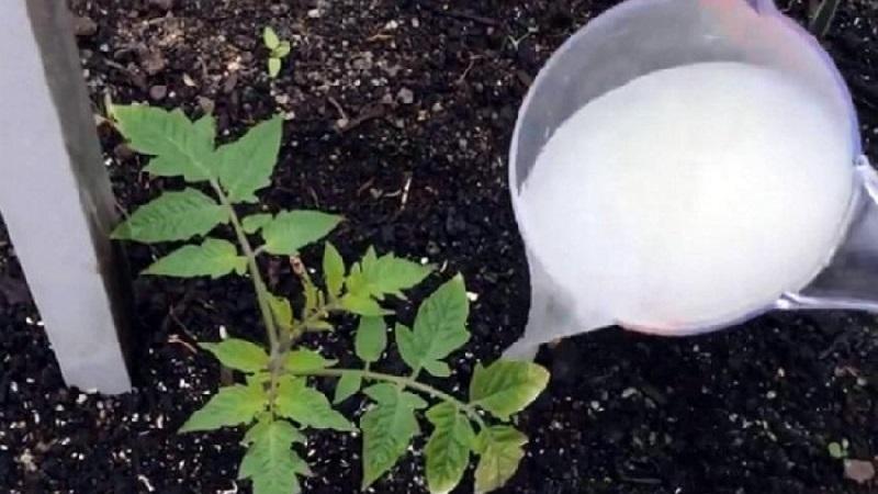 How and what to feed tomatoes after planting in the ground: the best folk recipes and an overview of ready-made compositions