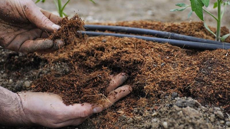 How and what to feed tomatoes after planting in the ground: the best folk recipes and an overview of ready-made compositions