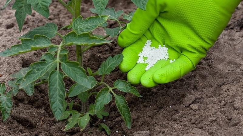 How and what to feed tomatoes after planting in the ground: the best folk recipes and an overview of ready-made compositions