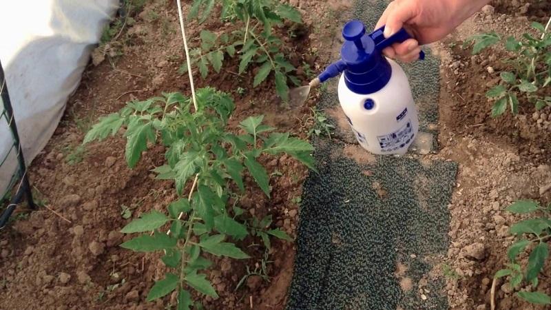 How and what to feed tomatoes after planting in the ground: the best folk recipes and an overview of ready-made compositions