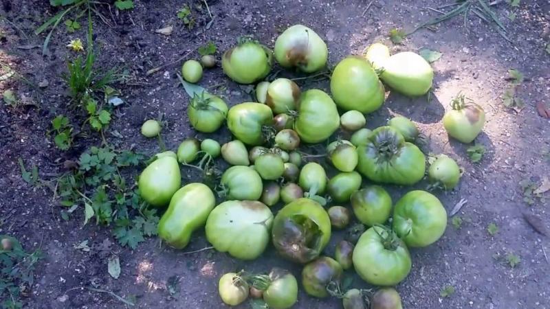 How to deal with late blight on tomatoes: the best methods and practical advice