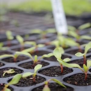 How and when to plant beets for seedlings: timing of sowing seeds and further care for them