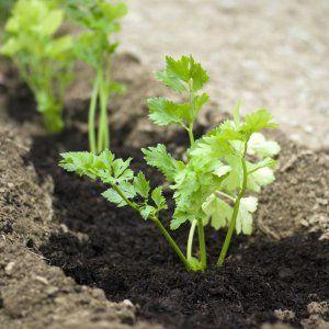How and when to plant beets for seedlings: timing of sowing seeds and further care for them