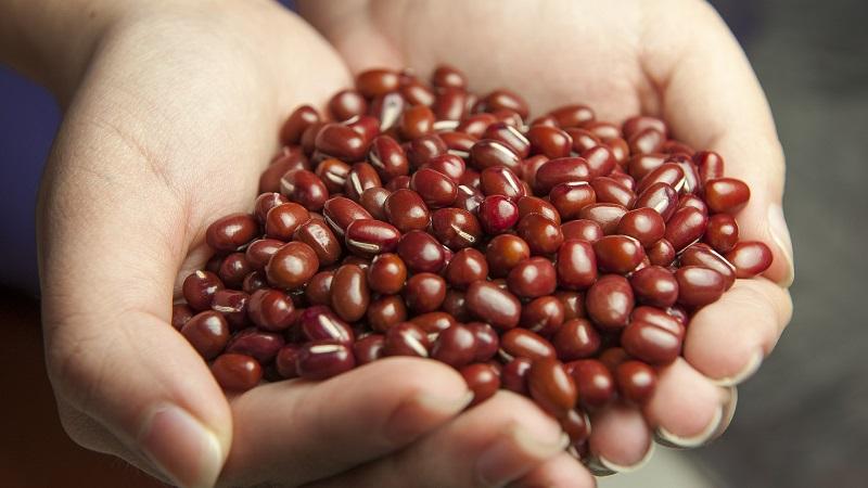 How and when to plant red beans for a better harvest