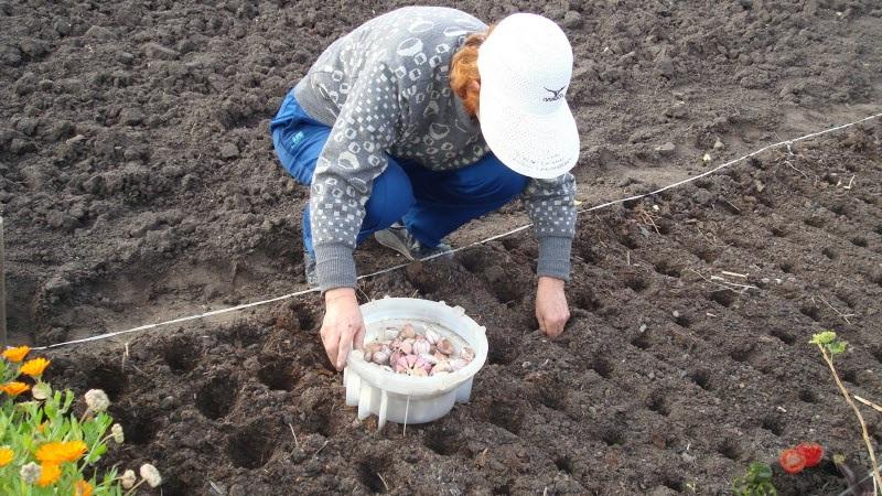 How to prepare garlic beds for the winter: step-by-step instructions for novice farmers and advice from experienced colleagues