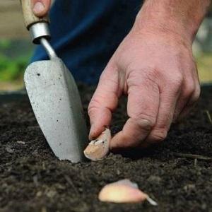How to prepare garlic beds for the winter: step-by-step instructions for novice farmers and advice from experienced colleagues