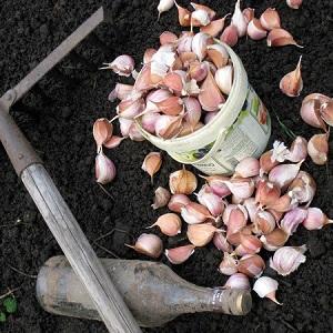 How to prepare garlic beds for the winter: step-by-step instructions for novice farmers and advice from experienced colleagues