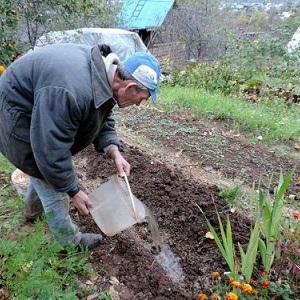 How to prepare garlic beds for the winter: step-by-step instructions for novice farmers and advice from experienced colleagues