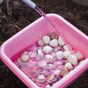 How to prepare garlic beds for the winter: step-by-step instructions for novice farmers and advice from experienced colleagues