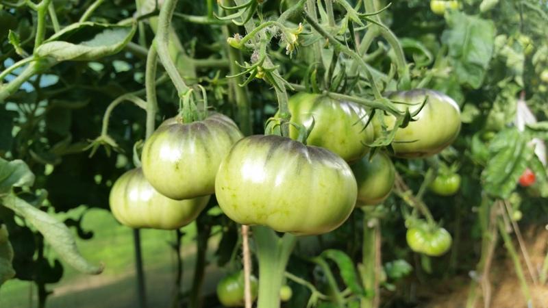 How to properly mulch tomatoes in a greenhouse with cut grass and other materials