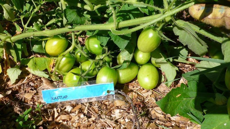 How to properly mulch tomatoes in a greenhouse with cut grass and other materials