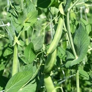 How to properly grow seed peas