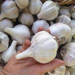 If you want to know how to grow large garlic in your garden, follow the helpful tips from experienced summer residents