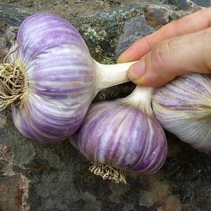 If you want to know how to grow large garlic in your garden, follow the helpful tips from experienced summer residents