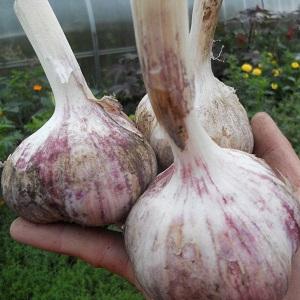If you want to know how to grow large garlic in your garden, follow the helpful tips from experienced summer residents