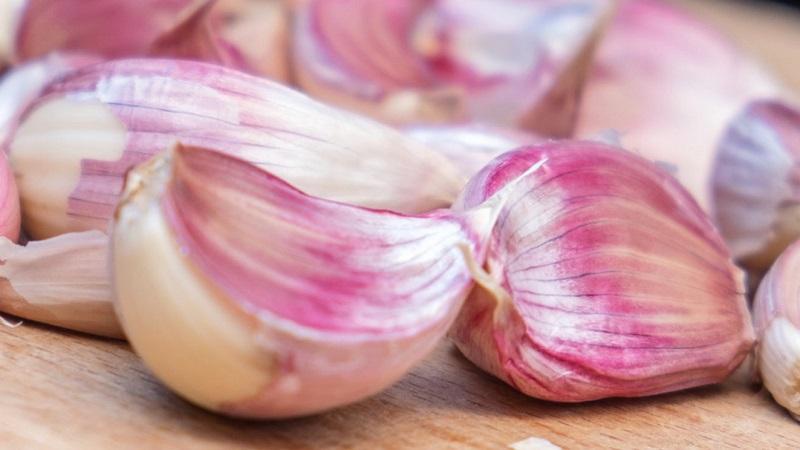 If you want to know how to grow large garlic in your garden, follow the helpful tips from experienced summer residents