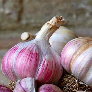 If you want to know how to grow large garlic in your garden, follow the helpful tips from experienced summer residents