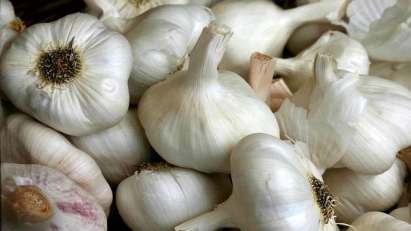 If you want to know how to grow large garlic in your garden, follow the helpful tips from experienced summer residents