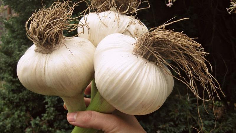 If you want to know how to grow large garlic in your garden, follow the helpful tips from experienced summer residents