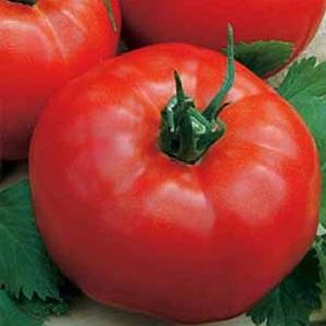 The leader among early ripe tomatoes, a favorite of farmers: Katyusha tomato, characteristics and description of the variety
