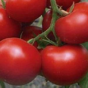 The leader among early ripe tomatoes, a favorite of farmers: Katyusha tomato, characteristics and description of the variety