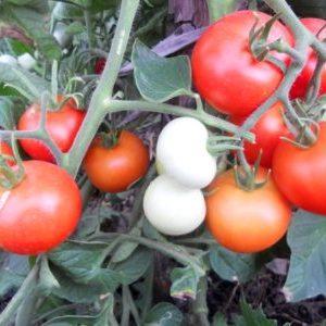 The favorite of domestic summer residents, the most unpretentious in care and at the same time high-yielding tomato Yablonka of Russia