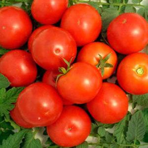 A favorite of domestic summer residents, the most unpretentious in care and at the same time a high-yielding tomato Yablonka of Russia