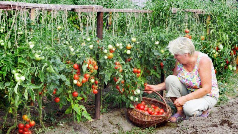 The favorite of domestic summer residents, the most unpretentious in care and at the same time high-yielding tomato Yablonka of Russia