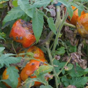 What is the danger of a bug turtle on tomatoes: control measures for effective and quick disposal of the pest