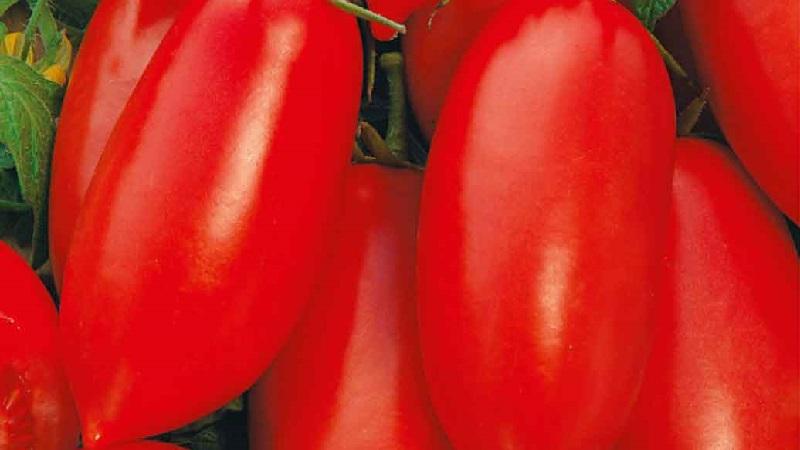 A gift for novice gardeners - the tomato Shuttle is unpretentious in care and rich in harvest