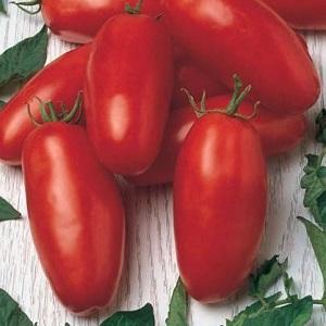 A gift for novice gardeners - the tomato Shuttle is unpretentious in care and rich in harvest