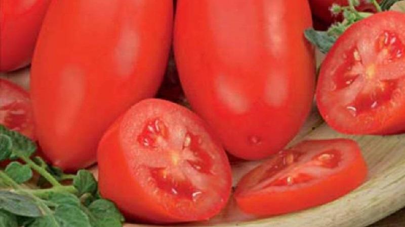 A gift for novice gardeners - the tomato Shuttle is unpretentious in care and rich in harvest