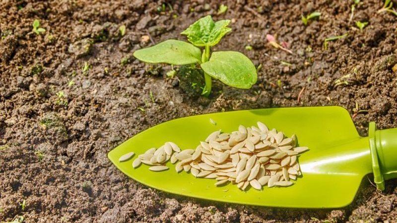 The benefits and harms of zucchini seeds: we use the product in accordance with all the rules so as not to harm health