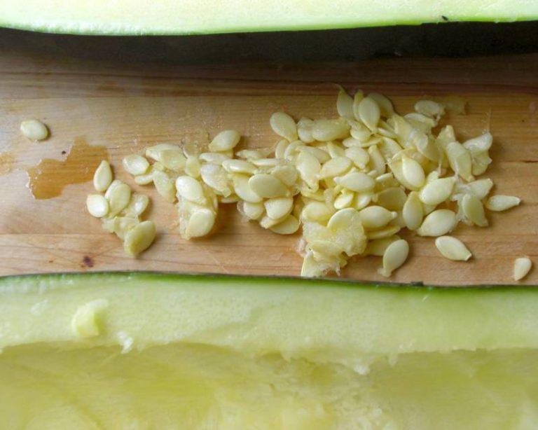 The benefits and harms of zucchini seeds: we use the product in accordance with all the rules so as not to harm health