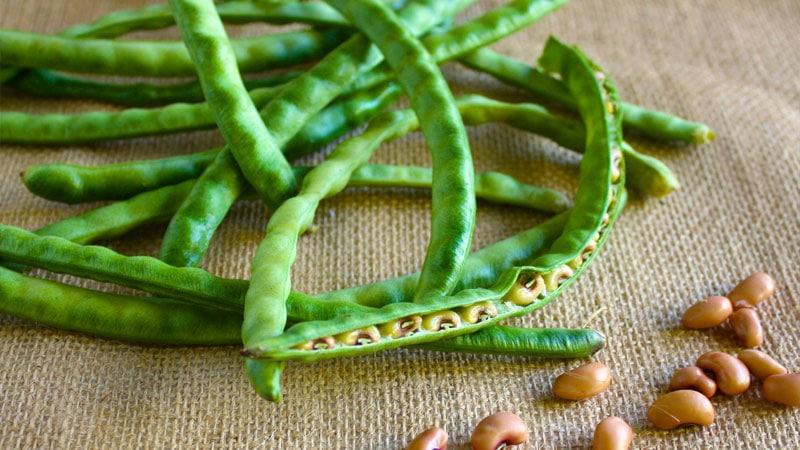 Step-by-step instructions on how to grow beans at home and on your site: from sowing to harvesting