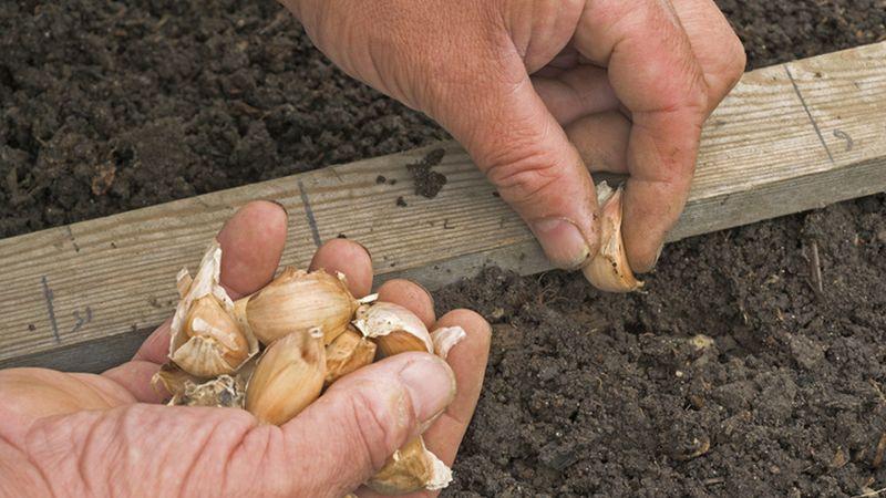 Step-by-step instructions for growing garlic outdoors for beginners: steps and tips from experienced farmers
