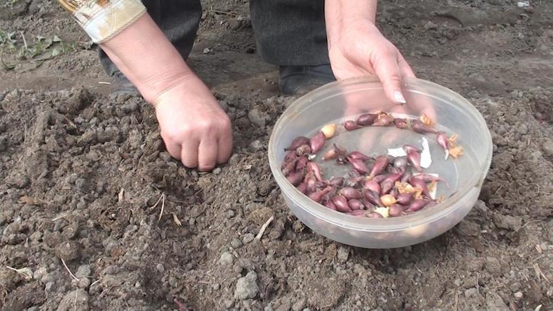 Step-by-step instructions for growing garlic outdoors for beginners: steps and tips from experienced farmers