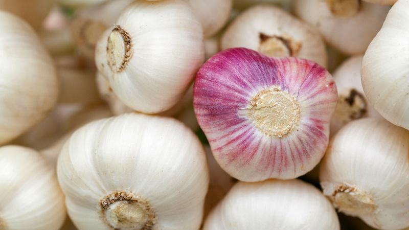 Step-by-step instructions for growing garlic outdoors for beginners: steps and tips from experienced farmers